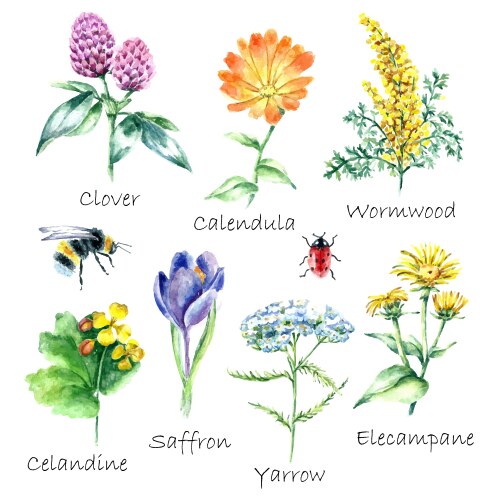 Hand Drawn Medical Herbs & Plants Vector Image