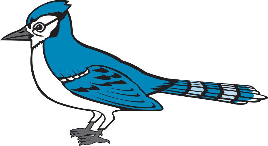 blue jay logo vector image