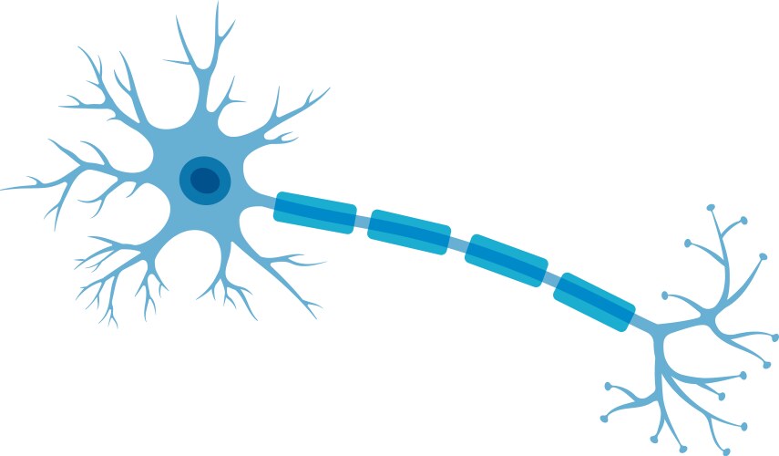 Human neuron structure brain cell vector image