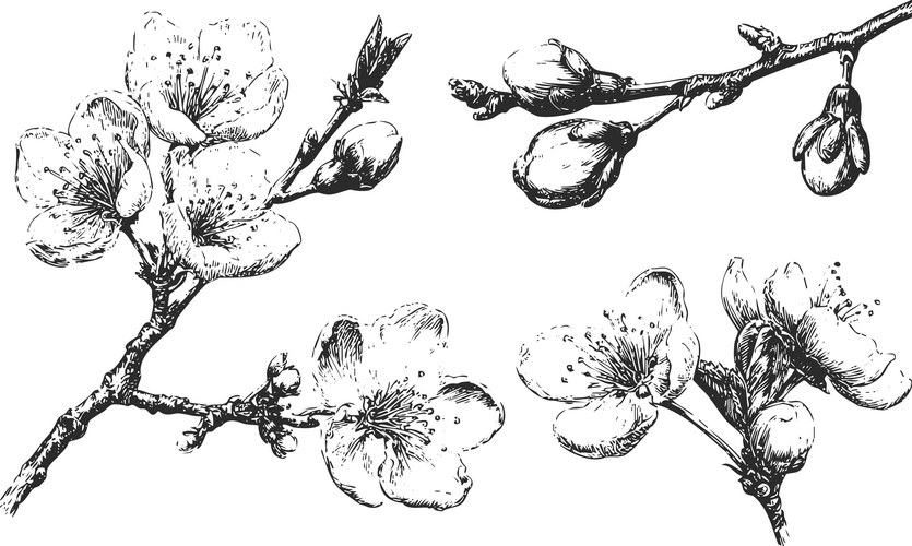 Delicate Cherry Blossom Sketch Vector Image