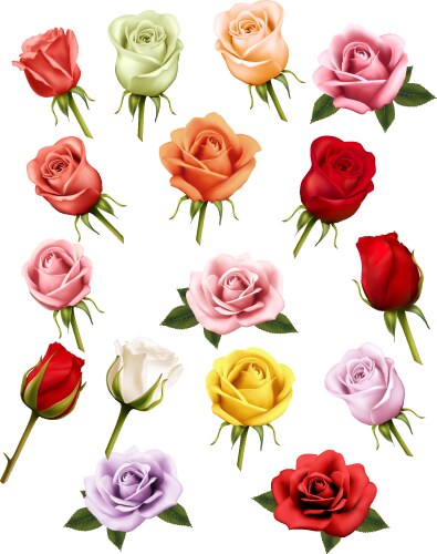 Roses Royalty Free Vector Image - VectorStock