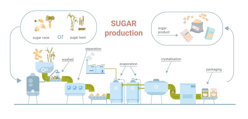 sugar production flat infographics vector image