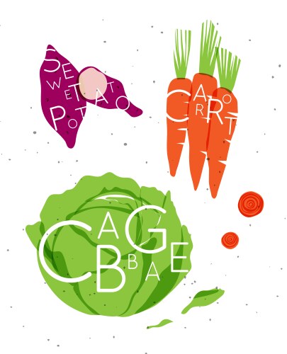 Vegetable set sweet potato carrot cabbage vector image