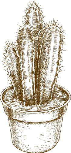 Antique Cactus Engraving Vector Image
