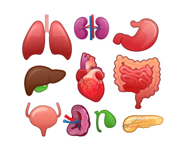 Set icons for human internal organs vector image