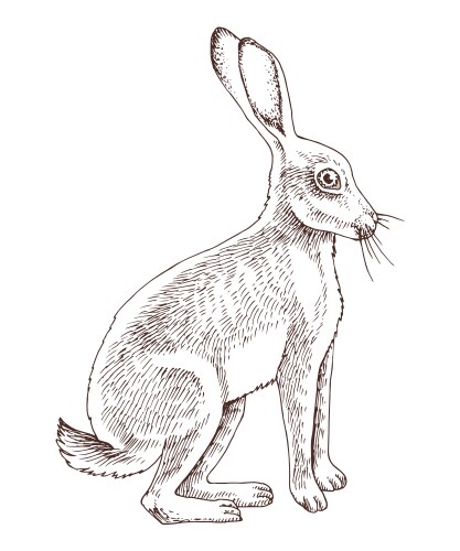 Retro Hand-Drawn Wild Hare Vector Image