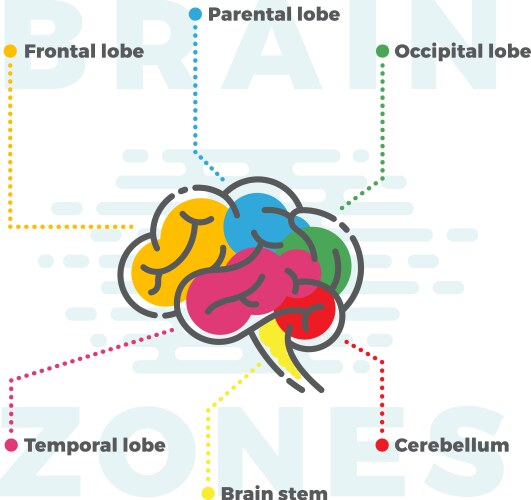 brain zones scheme colorful infographics vector image