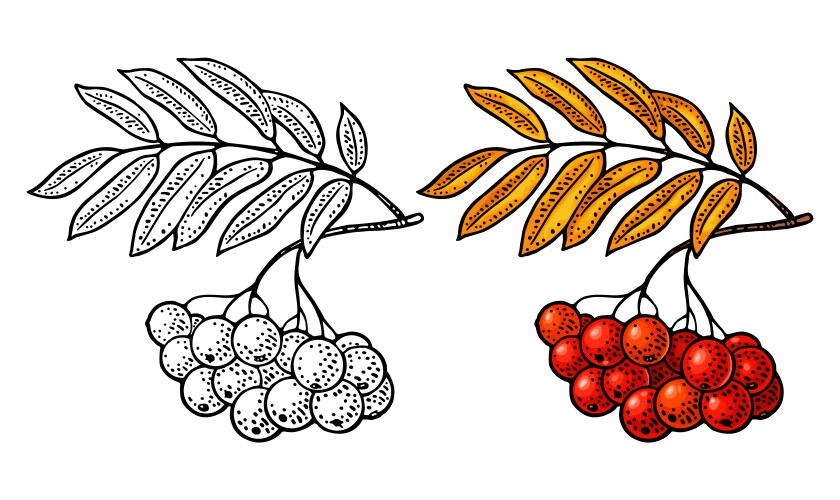 rowan branch with leaf and berry black vector image