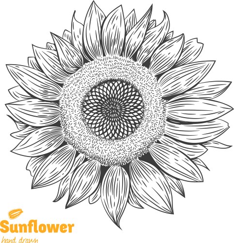 Sunflower hand drawn ink pen Royalty Free Vector Image