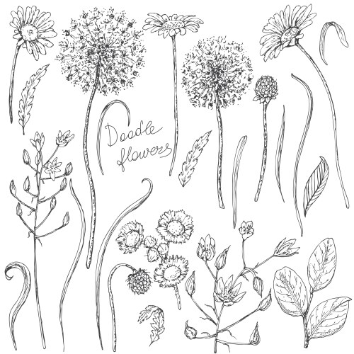 Doodle flowers Royalty Free Vector Image - VectorStock