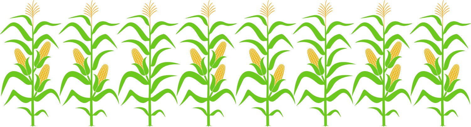 Corn vector image