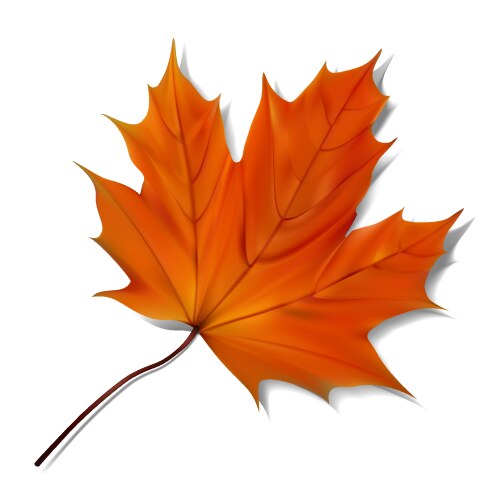 Orange maple leaf vector image