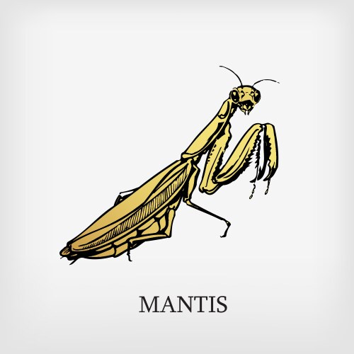 Mantis robot Royalty Free Vector Image - VectorStock