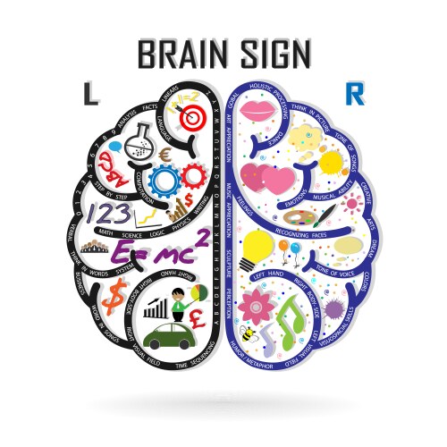 Left right brain concept Royalty Free Vector Image