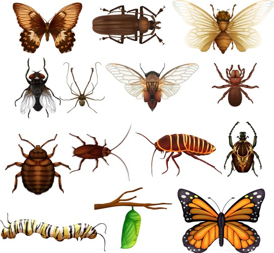 Different kind of wild insects Vector Image