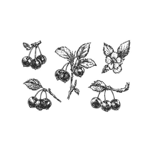 Five Hand-Drawn Cherry Branches Vector Image