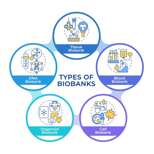 Types of biobanks infographic circles flowchart vector image