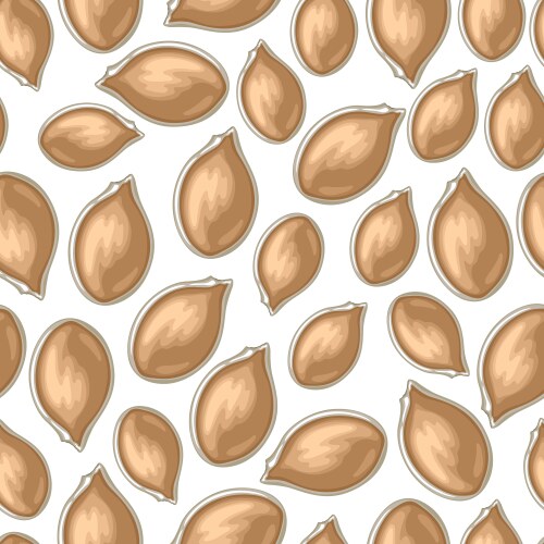 pumpkin seed vector image