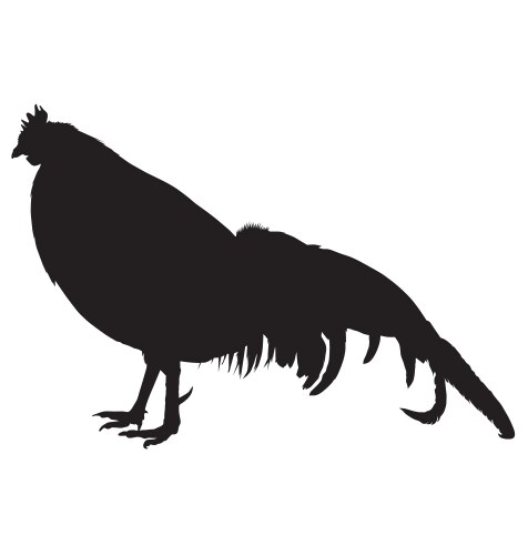 Chicken Silhouette Vector Image