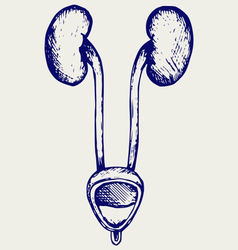 cross section urinary bladder vector