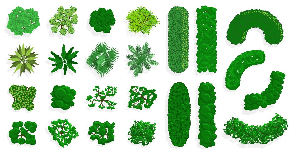 Tree Plan Vector Images (over 10,000)