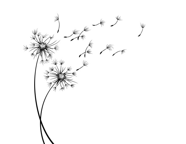 Dandelion Seed Sketch Vector Image
