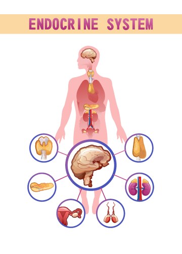 Endocrine system organ and disease human gland Vector Image