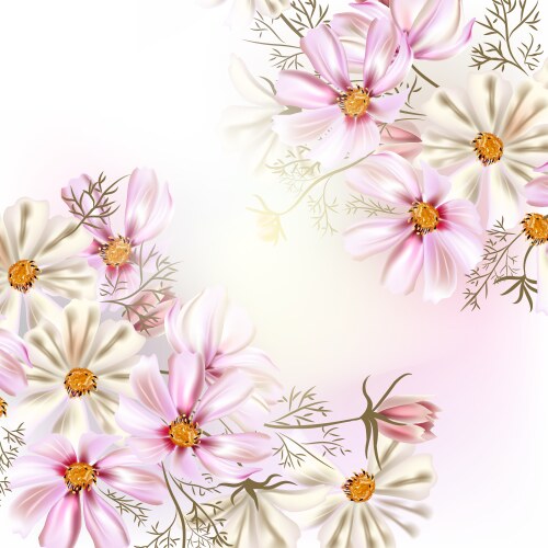 Pastel Cosmos Flowers Background Vector Image