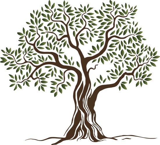 Olive tree vector image