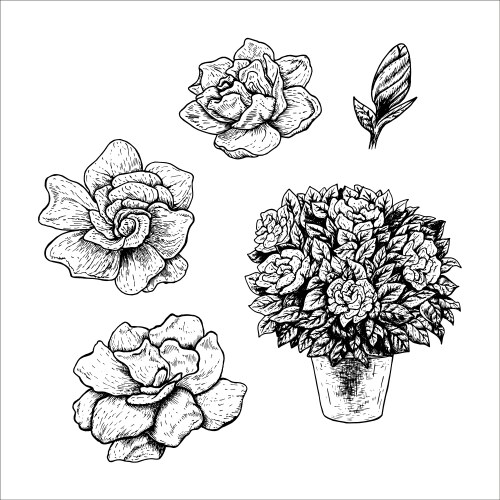Gardenia Flower Sketch Set Vector Image