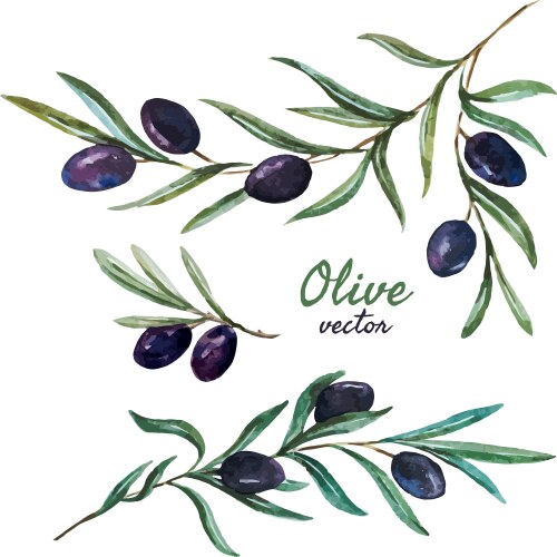 Olive Branch Watercolor Vector Image