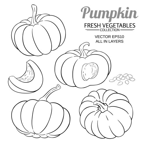 pumpkin plant set on white background vector image