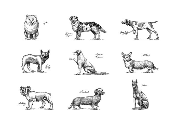 dogs in this drawing different breeds of domestic vector image vector image