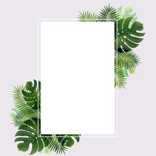 Banner with leaf palm Vector Image