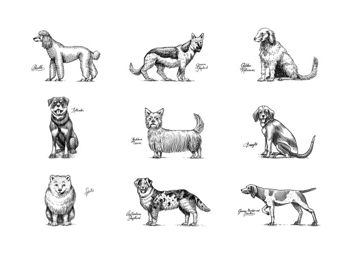 dogs in this drawing different breeds of domestic vector