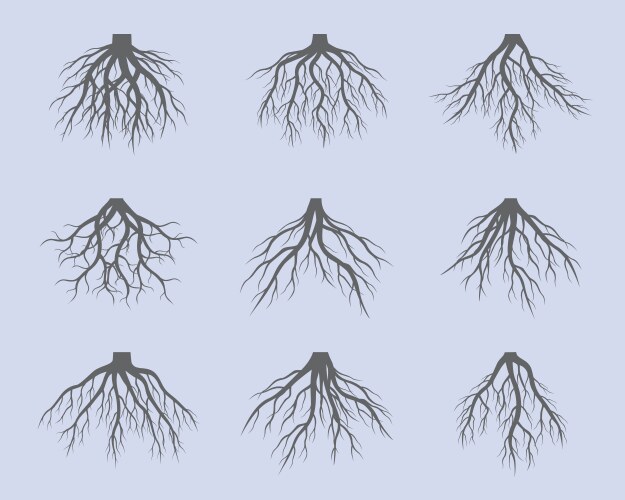 Set tree roots outline plant Royalty Free Vector Image