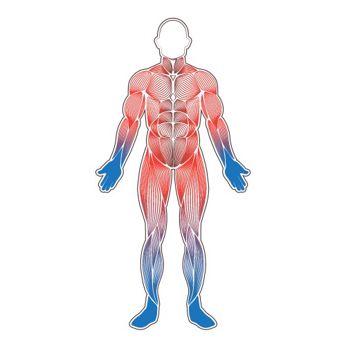 Human body muscles silhouette Royalty Free Vector Image