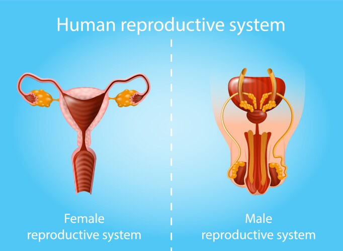 Human reproductive system anatomy scheme vector image