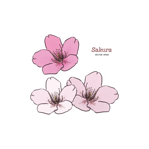 Sakura flower hand draw sketch Vector Image