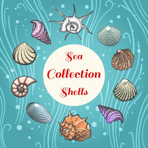 Sea shells composition with text vector image