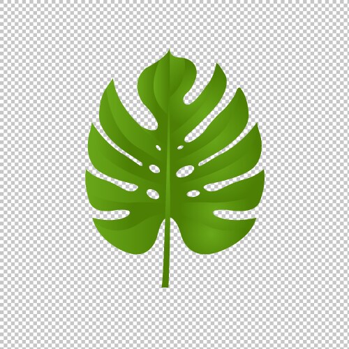 Monstera branch isolated transparent background Vector Image