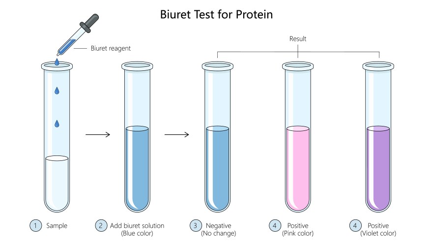 Biuret Test for Protein Detection – Royalty-Free Vector | VectorStock