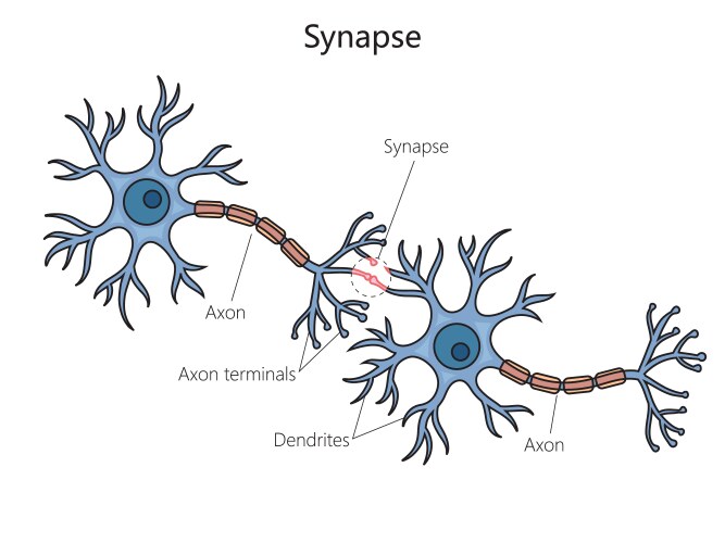 Synapse connection diagram medical science vector image