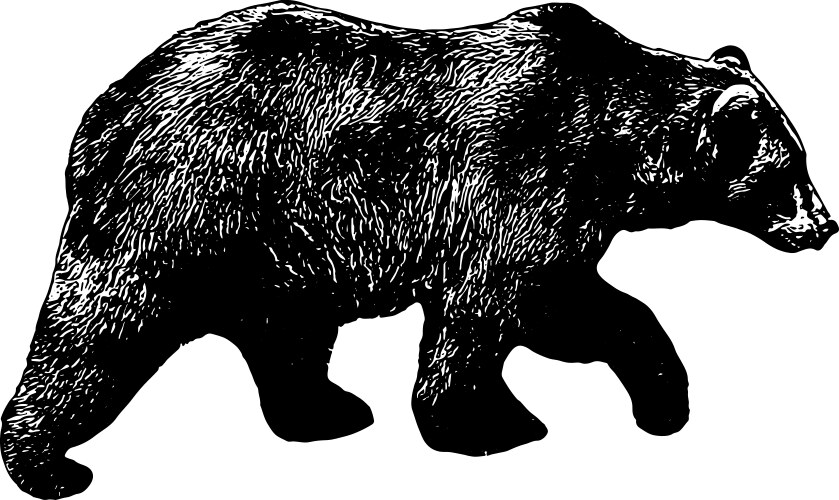 grizzly bear vector