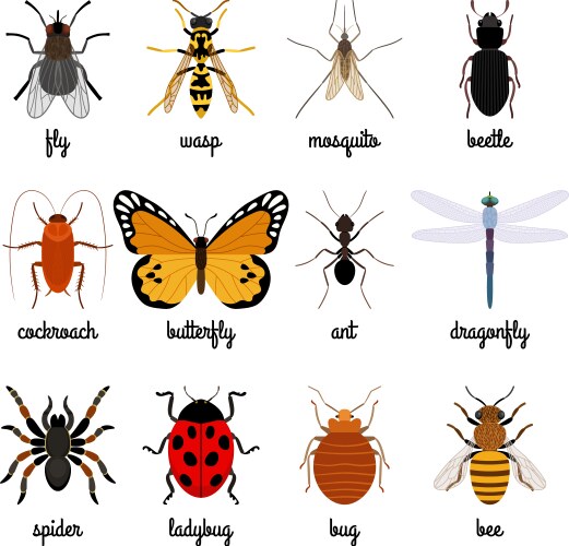 Cartoon insects Royalty Free Vector Image - VectorStock