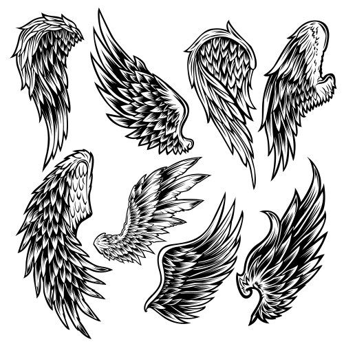 Black & White Wing Set Vector Image