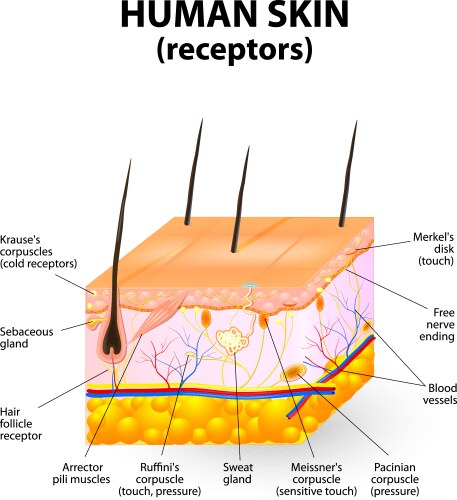 Skin structure medicine 3d icon Royalty Free Vector Image
