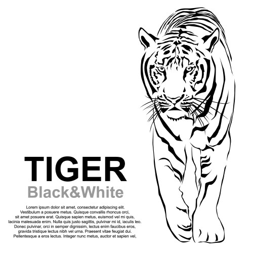 Tiger Stripes Pattern Vector Image
