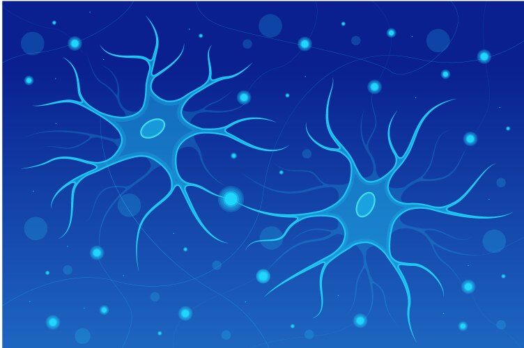 Neurons in the brain synapse and neuron cells vector image