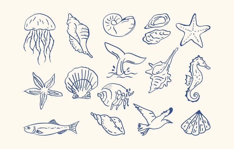Summer Seashell Sketch Collection Vector Image
